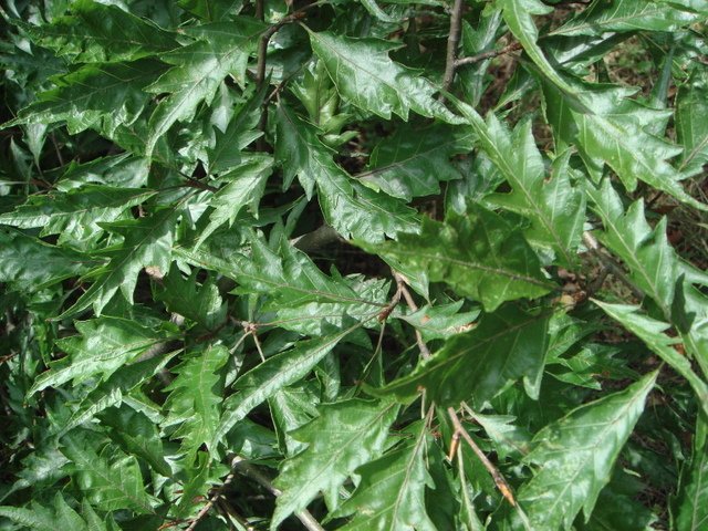Fagus sylvatica 'Asplenifolia' feuille